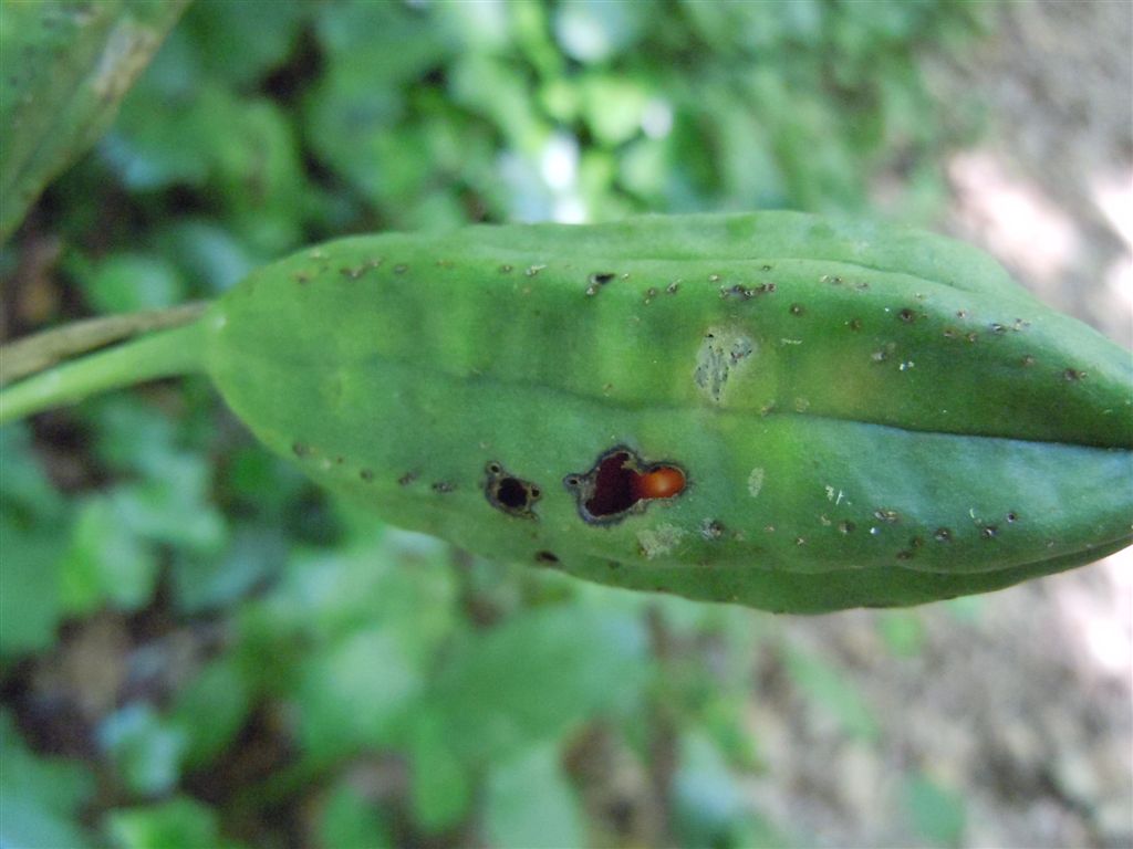 Grossi frutti - Chamaeiris foetidissima (=Iris foetidissima)